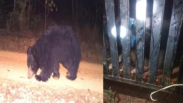 Srisailam: ఎట్టకేలకు బోనులో చిక్కిన ఎలుగుబంటి.. ఊపిరి పీల్చుకున్న శ్రీశైలం వాసులు, భక్తులు..