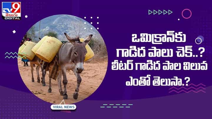 ఒమిక్రాన్కు గాడిద పాలు చెక్ !! లీటర్ గాడిద పాల విలువ ఎంతో తెలుసా ?? వీడియో ఒమిక్రాన్కు గాడిద పాలు చెక్ !! లీటర్ గాడిద పాల విలువ ఎంతో తెలుసా ?? వీడియో