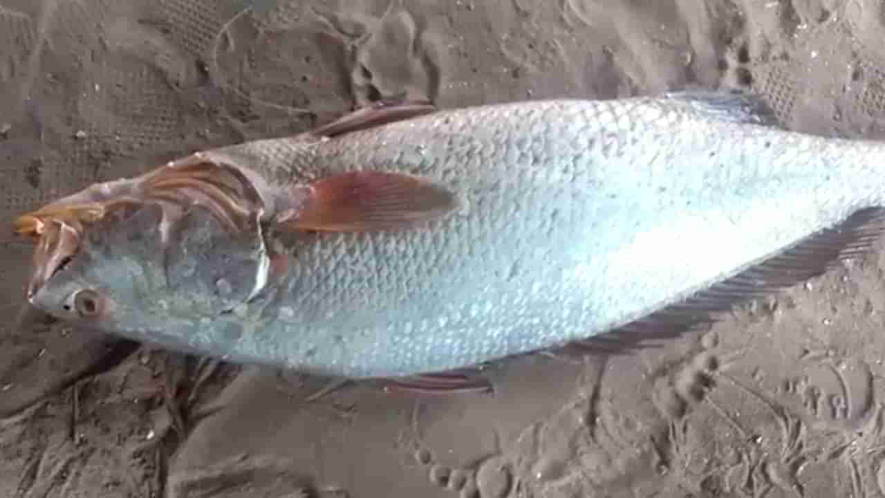 Srikakulam: ఈ కచ్చిలి చేప ధర ఎంతో తెలిస్తే దిమ్మతిరుగుద్ది!