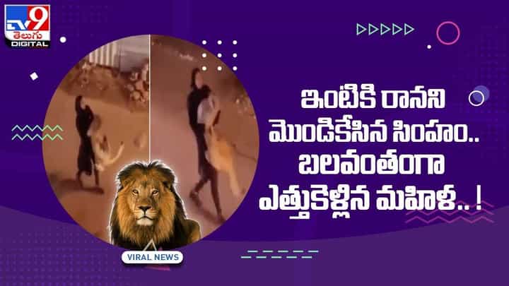 ఇంటికి రానని మొండికేసిన సింహం.. బలవంతంగా ఎత్తుకెళ్లిన మహిళ(Video) ఇంటికి రానని మొండికేసిన సింహం.. బలవంతంగా ఎత్తుకెళ్లిన మహిళ(Video)
