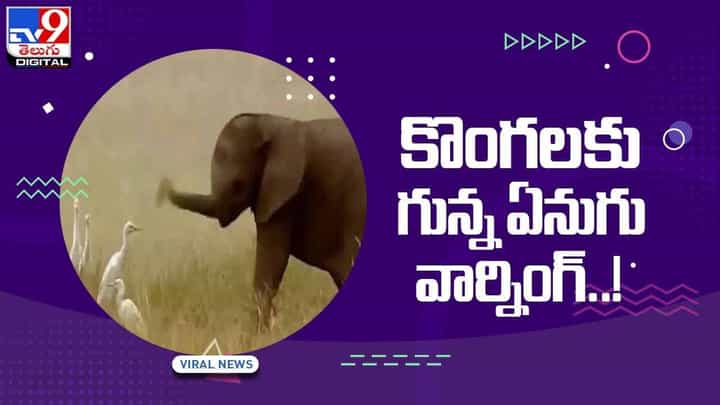 Viral Video: కొంగలకు వార్నింగ్ ఇచ్చిన గున్న ఏనుగు !! వీడియో Viral Video: కొంగలకు వార్నింగ్ ఇచ్చిన గున్న ఏనుగు !! వీడియో