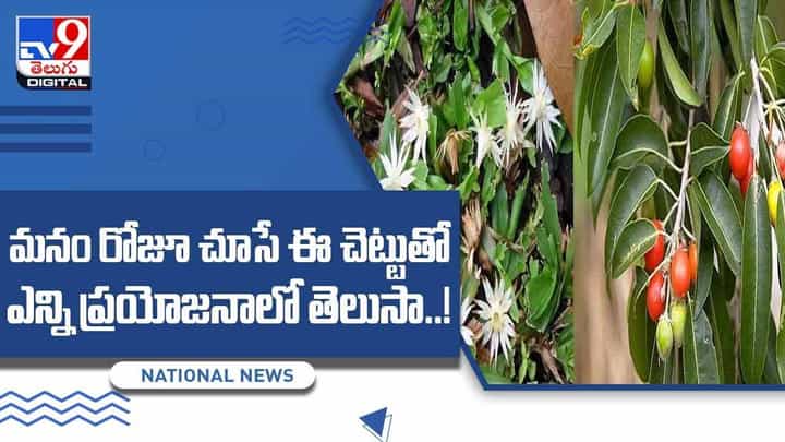 Bakula Medicinal Plant: మనం రోజూ చూసే ఈ చెట్టుతో ఎన్ని ప్రయోజనాలో తెలుసా !! వీడియో Bakula Medicinal Plant: మనం రోజూ చూసే ఈ చెట్టుతో ఎన్ని ప్రయోజనాలో తెలుసా !! వీడియో