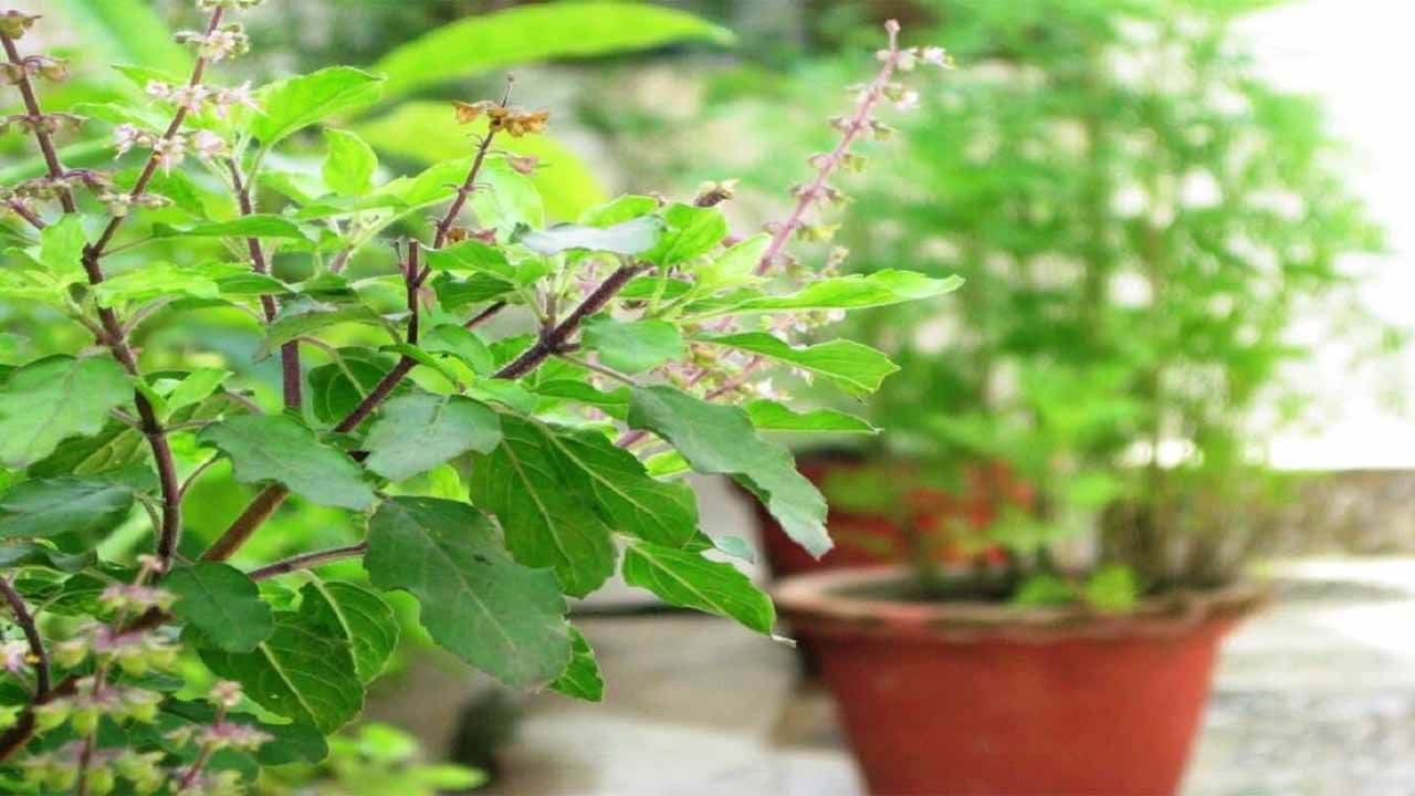 Basil Health Benefits: తులసితో అద్భుతమైన ఉపయోగాలు.. పలు అధ్యయనాలలో కీలక విషయాలు!