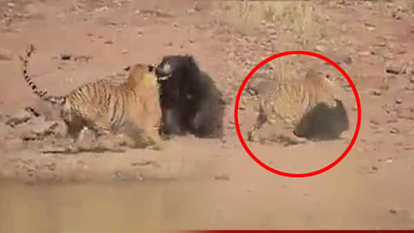 Viral Video: పులిని పరుగులు పెట్టించిన ఎలుగుబంటి.. యుద్ధం మాములుగా లేదుగా.. షాకింగ్ వీడియో మీకోసమే!