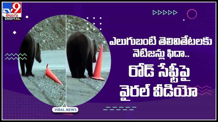 Bear Viral Video: రోడ్ సేఫ్టీపై ఎలుగుబంటి తెలివితేటలకు నెటిజన్లు ఫిదా.. వైరల్ అవుతున్న వీడియో.. Bear Viral Video: రోడ్ సేఫ్టీపై ఎలుగుబంటి తెలివితేటలకు నెటిజన్లు ఫిదా.. వైరల్ అవుతున్న వీడియో..