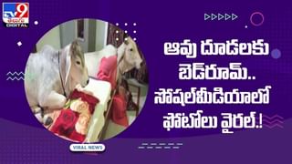 Viral Video: ఎలుగు బంటి-పులి భీకర ఫైట్‌ !! నెట్టింట వైరల్‌ అవుతున్న వీడియో