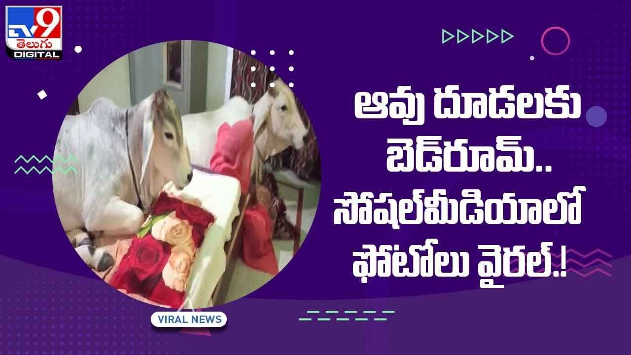 Viral Video: ఆవు దూడలకు బెడ్‌రూమ్‌ !! సోషల్‌మీడియాలో వైరల్‌