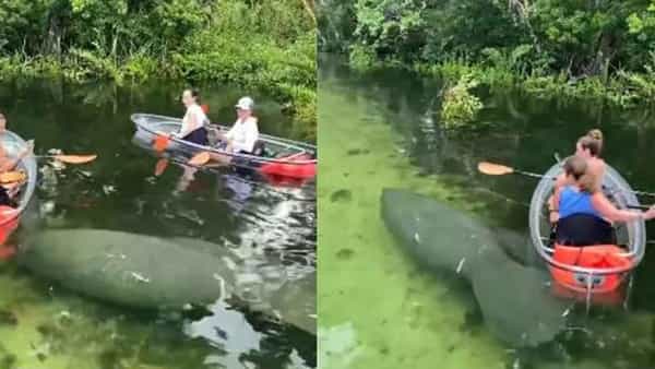 Viral Video: నదిలో సదరాగా గడిపేందుకు వెళ్లిన టూరిస్టులకు గుండె ఆగినంత పనైంది.. అంతలోనే