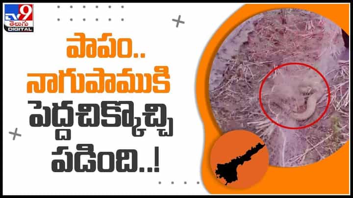 Snake struck in net: చేపల వలలో చిక్కిన సర్పరాజ్.. బయటపడలేక అల్లాడిపోతున్న నాగుపాము..(వీడియో) Snake struck in net: చేపల వలలో చిక్కిన సర్పరాజ్.. బయటపడలేక అల్లాడిపోతున్న నాగుపాము..(వీడియో)