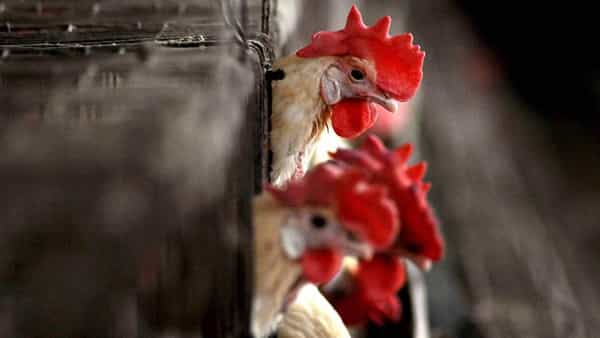 Bird Flu: సర్కార్ సంచలన నిర్ణయం.. 2.5 మిలియన్ల కోళ్లను చంపాలని డిసైడ్.. కారణమేంటంటే..