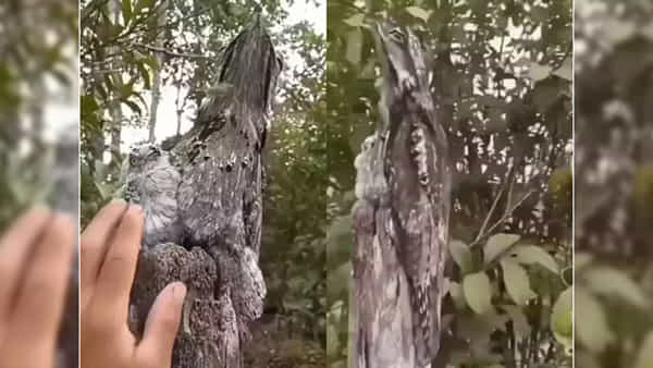 Viral Photo: ఈ ఫోటోలో ఎన్ని పక్షులు ఉన్నాయో చెప్పగలరా.? కొంచెం కష్టమే.! కనిపెట్టండి..