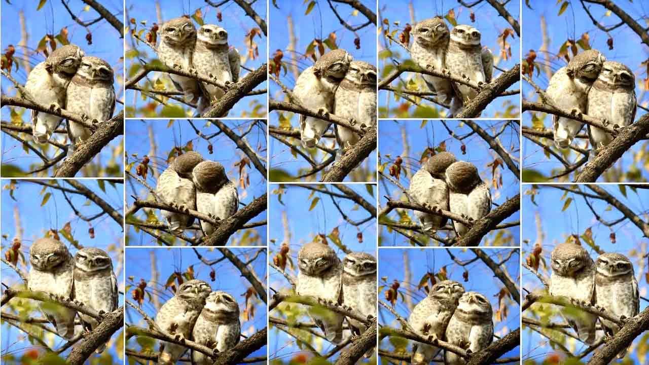 Owlets Viral Pictures: అందమైన ప్రేమ పక్షుల ప్రీ వెడ్డింగ్ షూట్.. ఫోటోలు చూస్తే వావ్ అంటారు..!