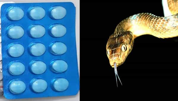 Paracetamol: జ్వరం తగ్గించే పారాసిటమాల్తో పాములు చంపుతున్న అమెరికా.. ఎందుకనేగా.?