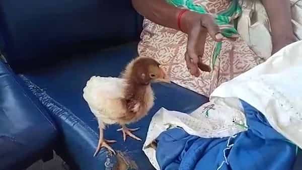 Viral: “బానే ఉంది సంబడం.. 10 రూపాయలు పెట్టి కొన్న కోడిపిల్లకు 50 రూపాయల బస్ టికెట్