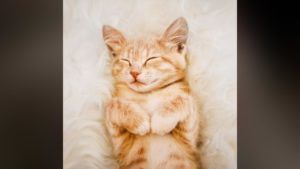 Cat Unknown Facts: పిల్లి 100కు పైగా వాయిస్‌లతో మిమిక్రీ చేయగలదని తెలుసా?.. ఆసక్తికర విశేషాలు మీకోసం..