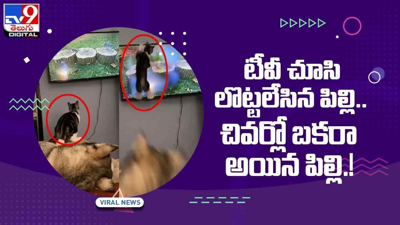 Viral Video: టీవీ చూసి లొట్టలేసిన పిల్లి !! పెద్ద బకరా అయ్యింది !! వీడియో