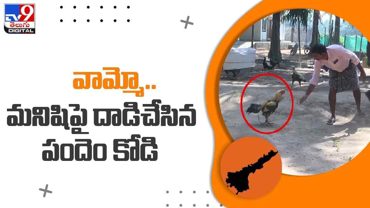 Viral Video: పోట్ల గిత్తలా మనిషిపైకి దూసుకొచ్చిన కోడి పుంజు !! షాకింగ్ వీడియో