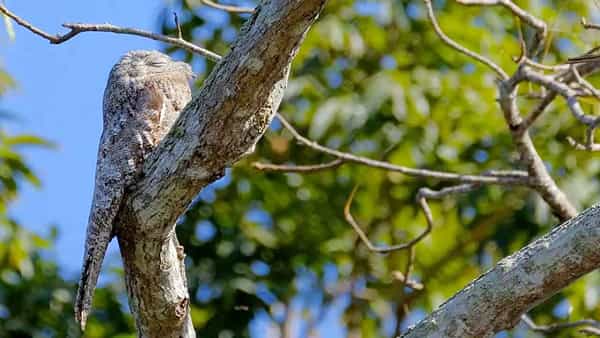 Bird of the Week: అరుదైన పక్షి.. అచ్చం కర్రపుల్లలా.. శత్రువుల నుంచి రక్షించుకునేందుకు ప్రకృతి చేసిన ప్రత్యేక ఏర్పాటు