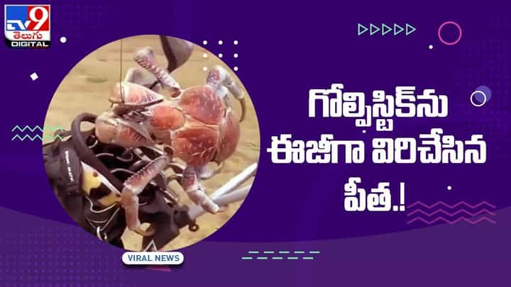 Viral Video: గోల్ఫిస్టిక్ను ఈజీగా విరిచేసిన పీత !! నెట్టింట వీడియో వైరల్ Viral Video: గోల్ఫిస్టిక్ను ఈజీగా విరిచేసిన పీత !! నెట్టింట వీడియో వైరల్