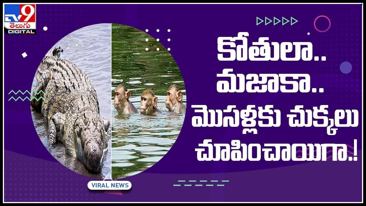 crocodile with monkeys video: కోతులా.. మజాకా.. మొసళ్లకు చుక్కలు చూపించాయిగా.!(వీడియో)