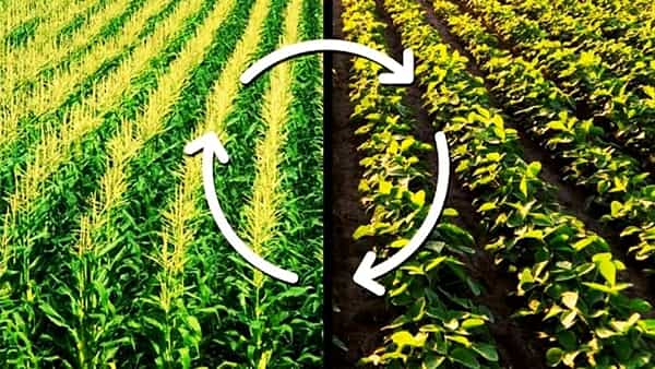 Agriculture News: పంట మార్పిడి పాటిస్తే రైతుల ఆదాయం ఆటోమేటిక్గా పెరుగుతుంది.. ఎలాగంటే..?