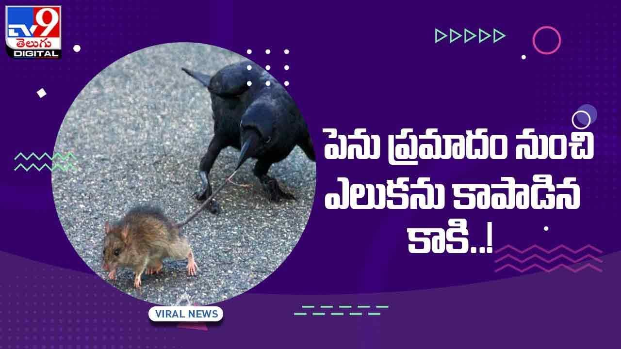 Viral Video: పెను ప్రమాదంనుంచి ఎలుకను కాపాడిన కాకి !! వీడియో