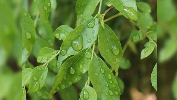 Curry Leaf: అమ్మో..! కరివేపాకు కిలో రూ. 175.. గ్రేటర్లో చుక్కలు చూపిస్తున్న ధర..