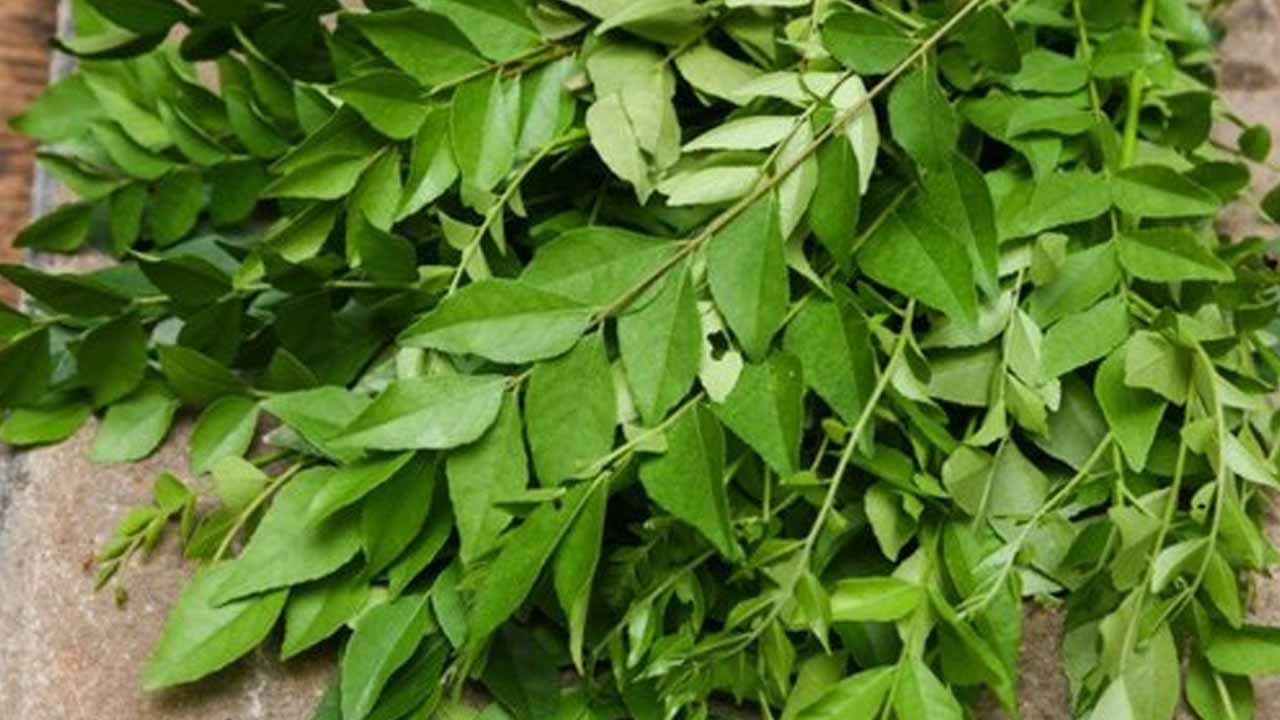 Curry leaves hot sale in telugu