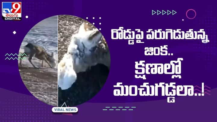 Viral Video: రోడ్డుపై పరుగెడుతున్న జింక !! క్షణాల్లో మంచుగడ్డలా !! వీడియో Viral Video: రోడ్డుపై పరుగెడుతున్న జింక !! క్షణాల్లో మంచుగడ్డలా !! వీడియో