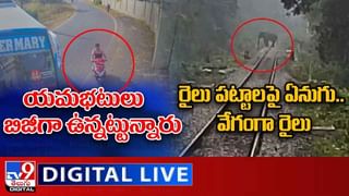 Viral Video: ముందు 6 సింహాలు.. వెనుక తోక పట్టుకుని నడుస్తోన్న మహిళ.. చూస్తే బాబోయ్ అంటారు!