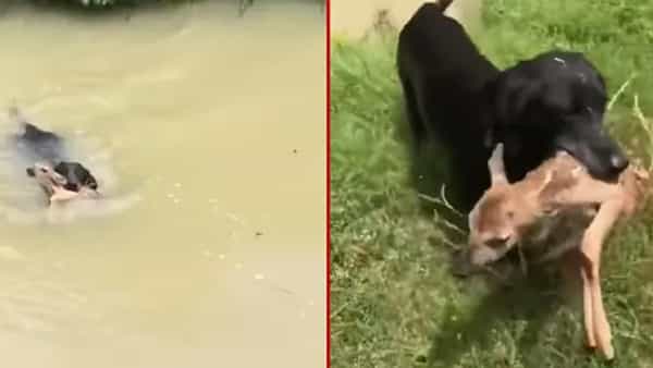 Viral Video: నీటిలో కొట్టుకుపోతున్న జింక పిల్లను కాపాడిన కుక్క.. షాకింగ్ వీడియో మీకోసం..