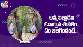 Viral Video: మొసలితోనే పరాచకాలా !! సరదా తీర్చిందిగా !! వీడియో