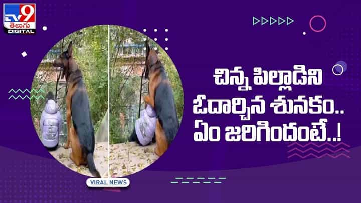 Viral Video: చిన్న పిల్లాడిని ఓదార్చిన శునకం !! ఏం జరిగిందంటే ?? వీడియో Viral Video: చిన్న పిల్లాడిని ఓదార్చిన శునకం !! ఏం జరిగిందంటే ?? వీడియో