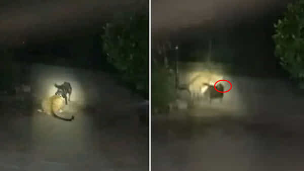 Viral Video: తగ్గేదేలే.! చిరుతతో కుక్క ఫైటింగ్.. చివరికి ఎవరో గెలిచారో చూస్తే షాకవ్వాల్సిందే!