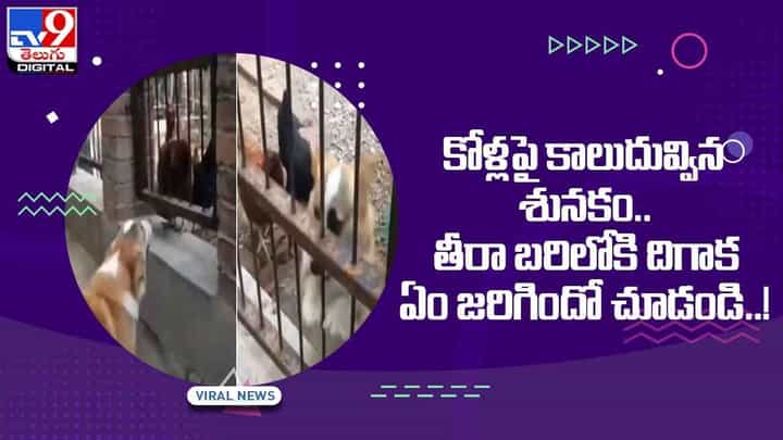 Viral Video: కోళ్లపై కాలుదువ్విన శునకం !! తీరా బరిలోకి దిగాక ఏం జరిగిందో చూడండి !! వీడియో Viral Video: కోళ్లపై కాలుదువ్విన శునకం !! తీరా బరిలోకి దిగాక ఏం జరిగిందో చూడండి !! వీడియో