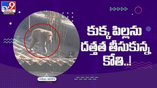 వింతలకు నిలయంగా మారిన గ్రామం !! వారంతా 3 అడుగులకు మించి పెరగరు !! వీడియో