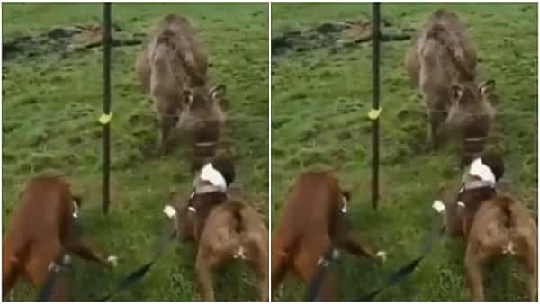 Viral Video: వీటి మధ్య కూడా ఇంత జలసీనా.. గుర్రం, గాడిద స్నేహాన్ని తట్టుకోలేక పోయిన కుక్క..
