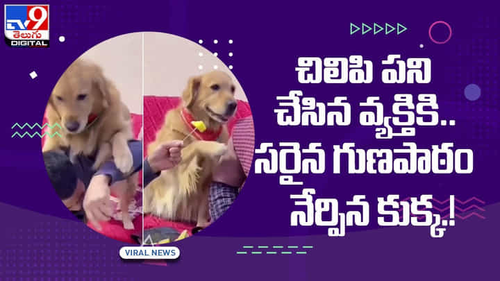 Viral Video: ఓ వ్యక్తి చేసిన చిలిపిపనికి !! సరైన పాఠం నేర్చిన పెంపుడు కుక్క !! వీడియో Viral Video: ఓ వ్యక్తి చేసిన చిలిపిపనికి !! సరైన పాఠం నేర్చిన పెంపుడు కుక్క !! వీడియో