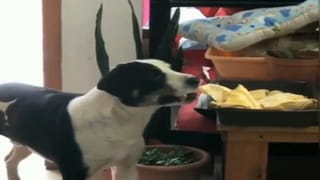 అయ్యప్పస్వామి దర్శనం కోసం అన్నాచెల్లెళ్ల 580 కిలోమీటర్ల పాదయాత్ర.. చిన్నారుల భక్తిని చూసి ఆశ్చర్యపోతున్న జనాలు..