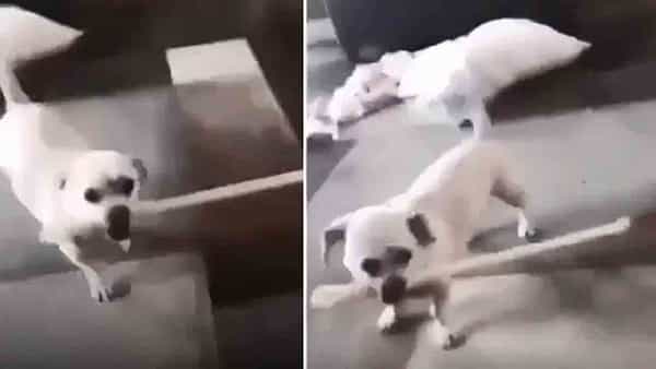 Viral Video: అడ్డొస్తే తాటతీస్తా.. కర్ర పట్టుకోని అమ్మాయిని కొట్టిన శునకం.. నెట్టింట నవ్వులే నవ్వులు..
