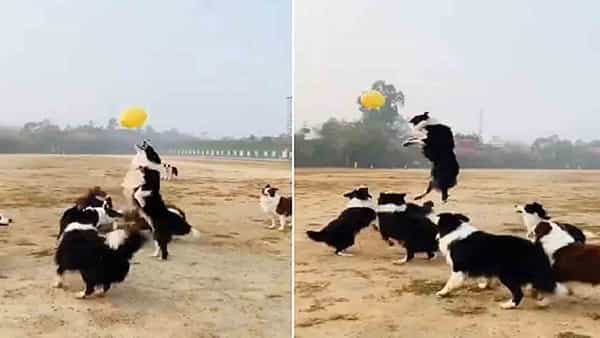 Viral Video: బెలూన్తో వాలీబాల్ ఆడిన శునకాలు.. వీడియో చూస్తే మీరే వావ్ అంటారు..