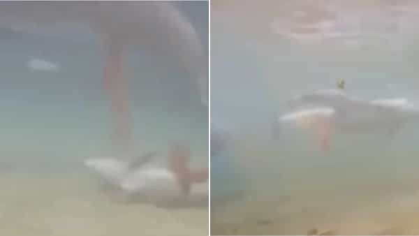 Viral Video: సముద్ర గర్భంలో డాల్ఫిన్ ప్రసవం.. ఇదివరకెప్పుడూ చూడని షాకింగ్ వీడియో మీకోసం..