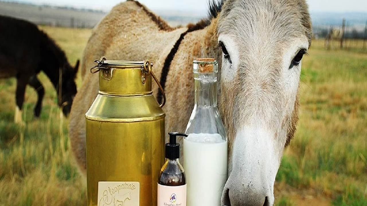 Donkey Milk: ఇమ్యూనిటీ బూస్టర్ కావాలా నాయనా.. అయితే గాడిద పాలు ఉన్నాయిగా..