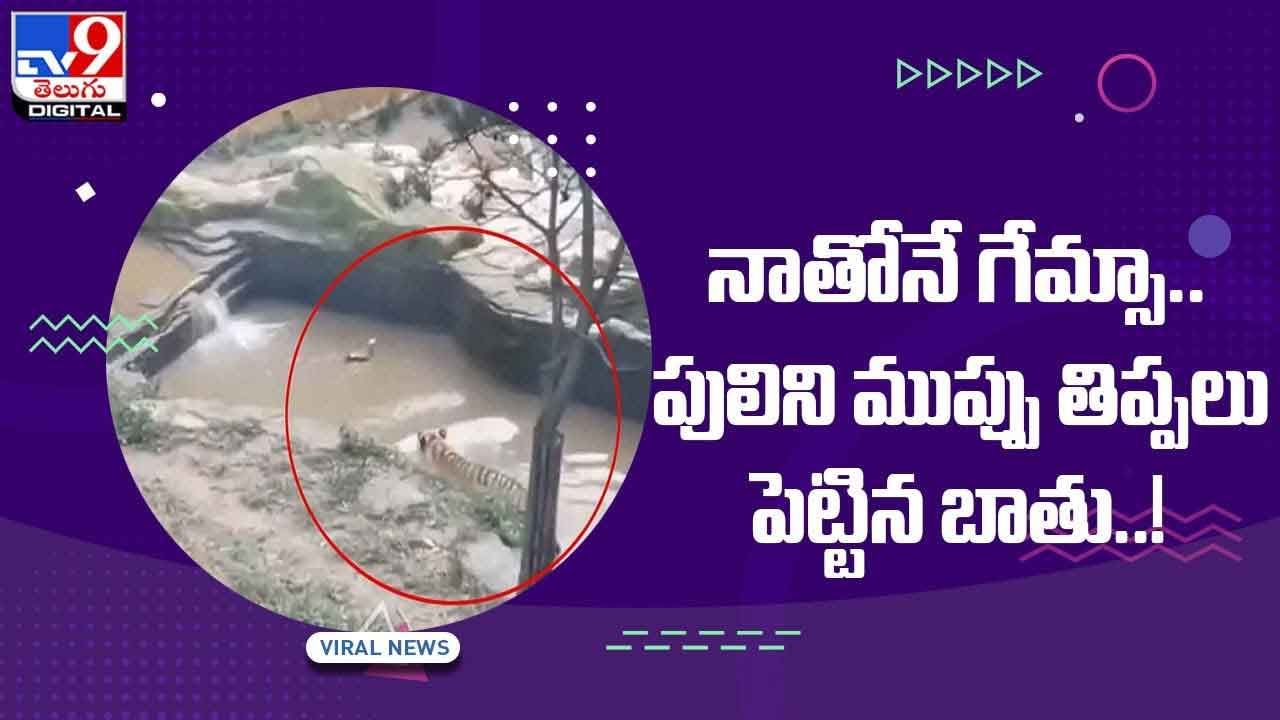 Viral Video: నాతోనే గేమ్సా !! పులిని ముప్పు తిప్పలు పెట్టిన బాతు !! వీడియో