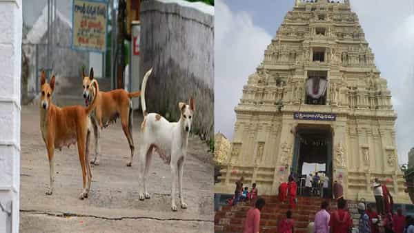 Dwaraka Tirumala: ప్రముఖ పుణ్యక్షేత్రం చిన తిరుపతిలో కుక్కలు హల్ చల్.. ఒకొక్క కుక్క పట్టినందుకు రూ.500 చెల్లింపు