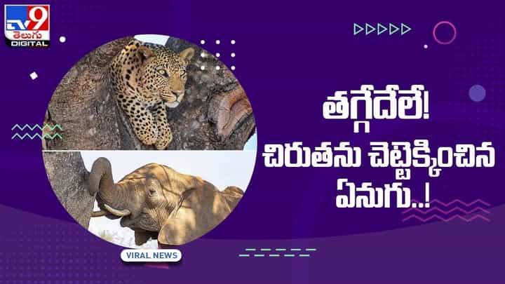 Viral Video: తగ్గేదేలే !! చిరుతను చెట్టెక్కించిన ఏనుగు !! వీడియో Viral Video: తగ్గేదేలే !! చిరుతను చెట్టెక్కించిన ఏనుగు !! వీడియో