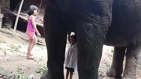 Viral Video: ఏనుగుతో ముద్దు ముద్దుగా ఆటలాడుతూ.. ఏనుగు పాలు తాగుతున్న చిన్నారి.. వీడియో వైరల్