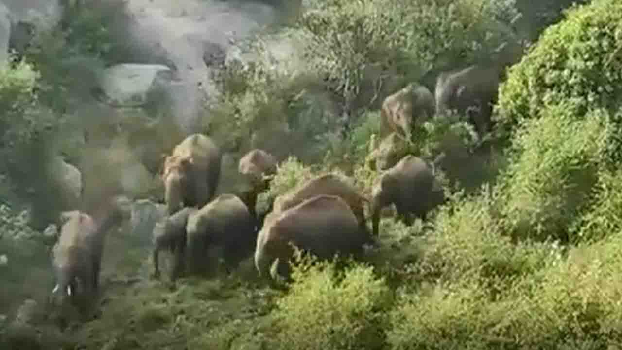 Elephants Attack: చిత్తూరులో ఏనుగుల గుంపు బీభత్సం.. పంటలు నాశనం చేస్తూ చెరువుల్లో తిష్ట!