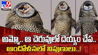 Viral Video: స్ట్రాబెర్రీలు అమ్ముతున్న వృద్ధ మ‌హిళ‌ దగ్గరికొచ్చి ఆశ్చర్యపోయే ట్విస్ట్‌ ఇచ్చాడు.. వీడియో వైరల్‌!