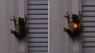 Viral Video: శునకానందం అంటే ఇదే.. అప్పడం దొంగిలించిన కుక్క ఓ రేంజ్‌లో డ్యాన్స్ చేసింది.. వీడియో చూస్తే నవ్వు ఆపుకోలేరు..!